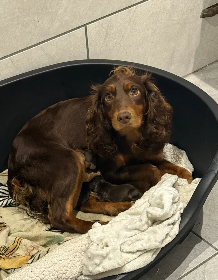 KC Working Cocker Spaniels