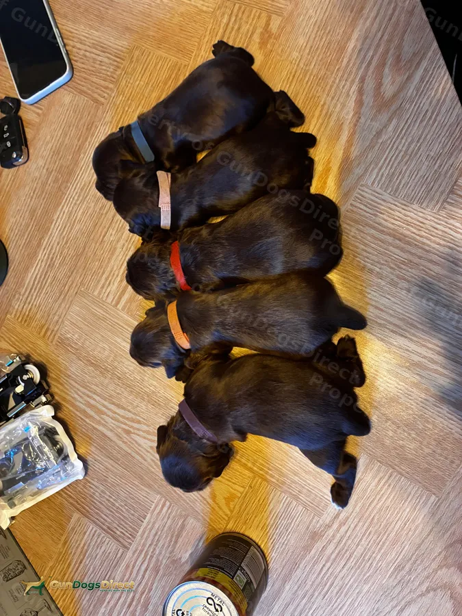 Well bred KC Cocker pups