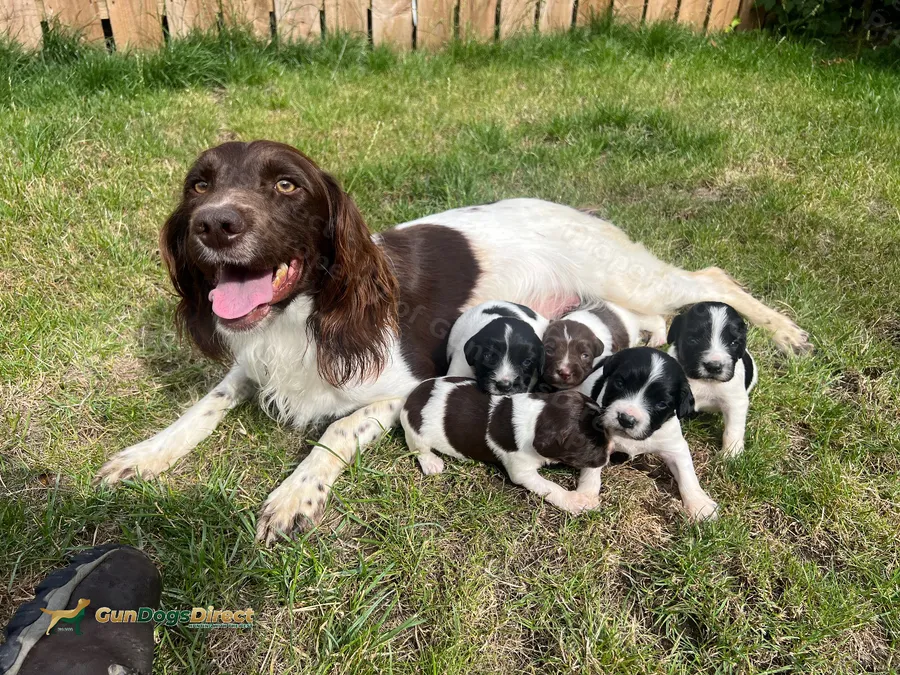 Working-Trailing-Springer Spaniel pups