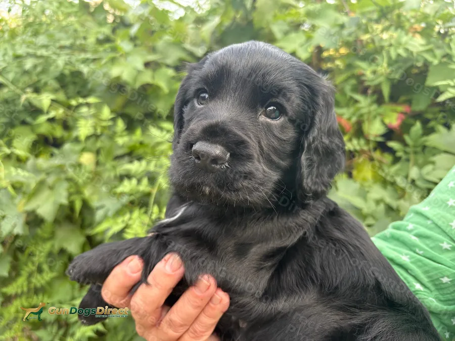 Working Cocker Spaniel Puppies
