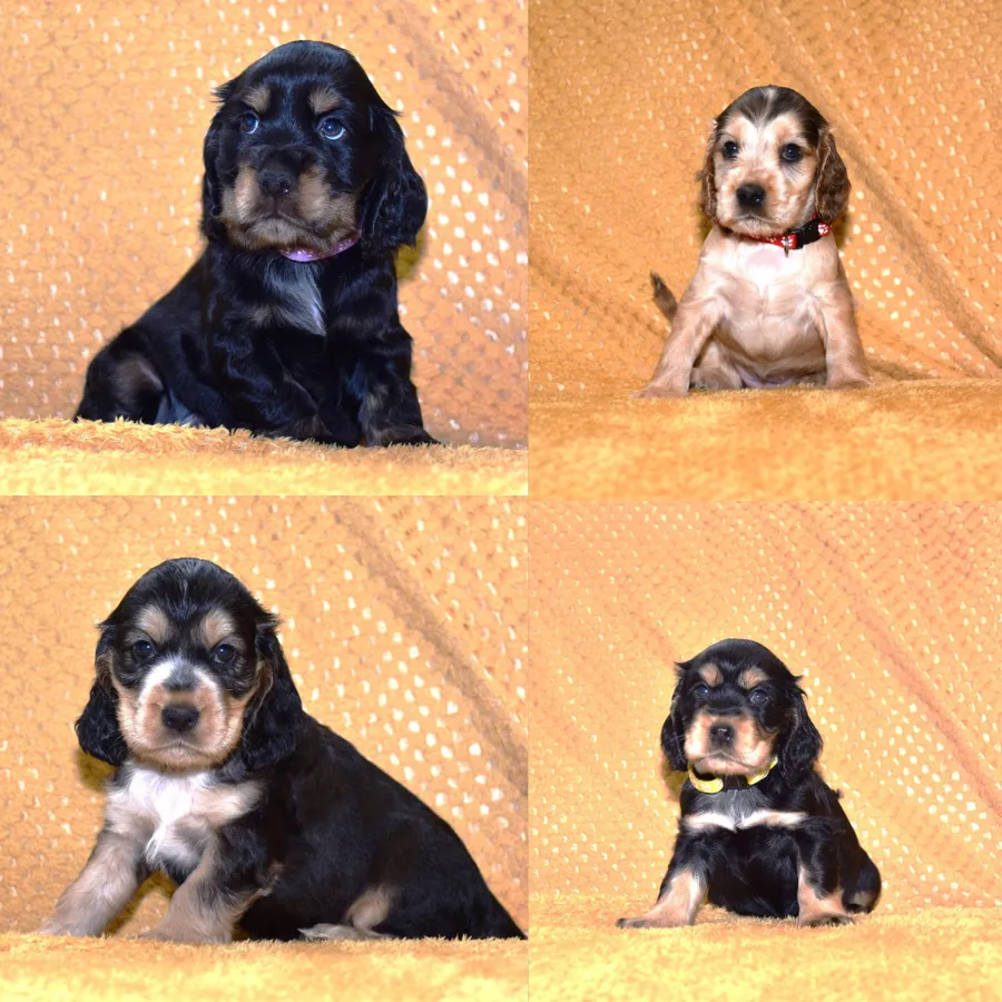Show Type Kc Reg Cocker Spaniel Puppies