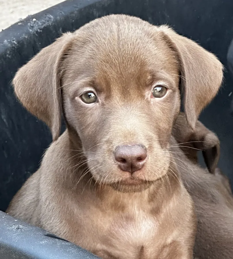 Top Quality Chocolate Labrador Puppies From Working Lines Parents