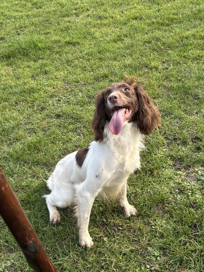 Trained Liver and White Springer Spaniel Bitch