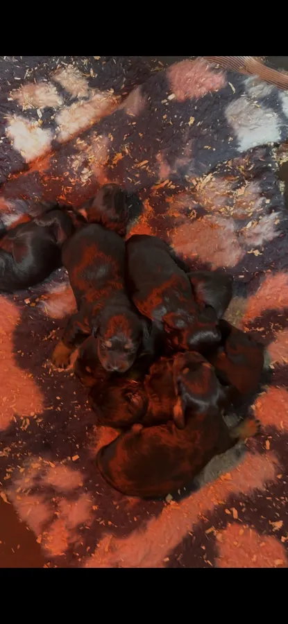 KC registered Health tested Parent WCS puppies