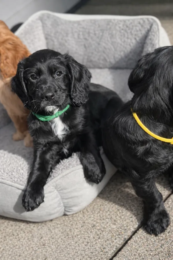 Cocker Spaniel Puppies