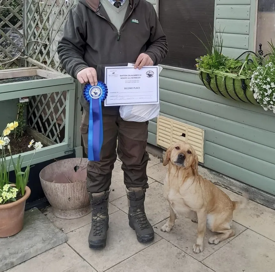Outstanding working Labrador bitch for sale