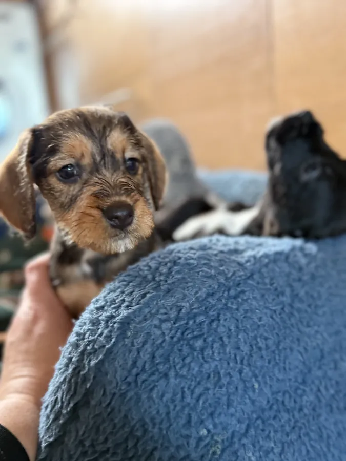 Wire haired dachshund