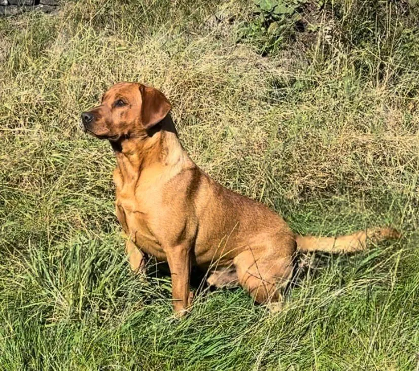 Fully Health Tested KC Registered Fox Red Available for Stud