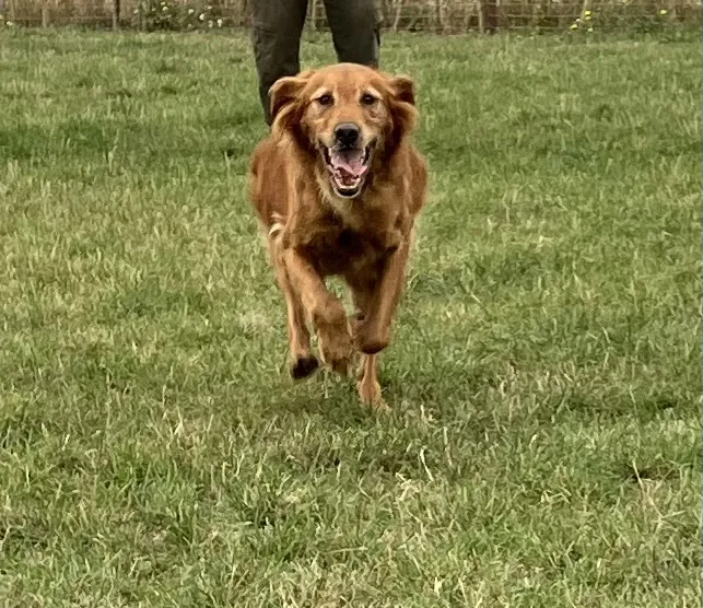 KC Registered Working Golden Retriever Puppies