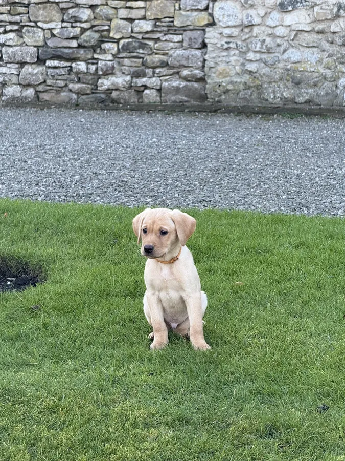 Buccleuch and Fenway puppies