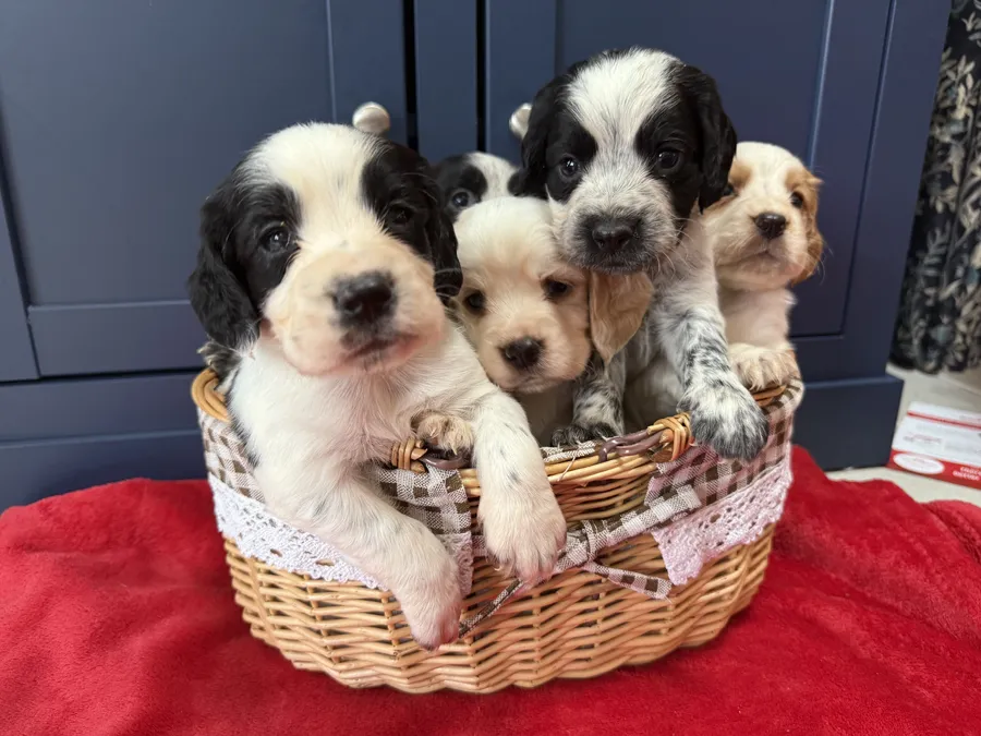 Working Cocker Spaniel Puppies