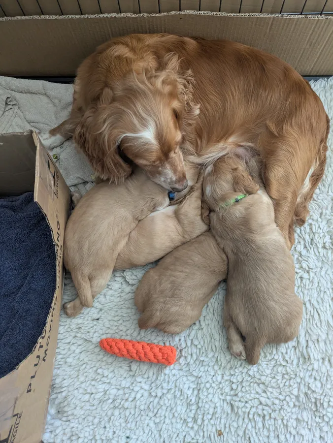 KC Registered WCS from fully health tested parents