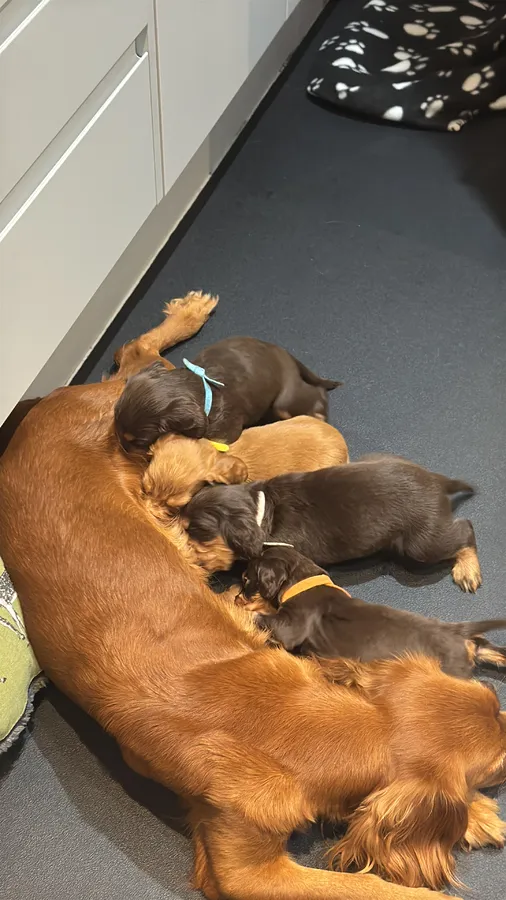 Tan Puppy Female Working Cocker