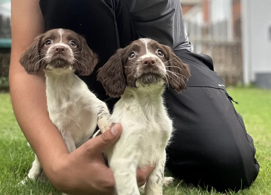 FTCH KC puppies