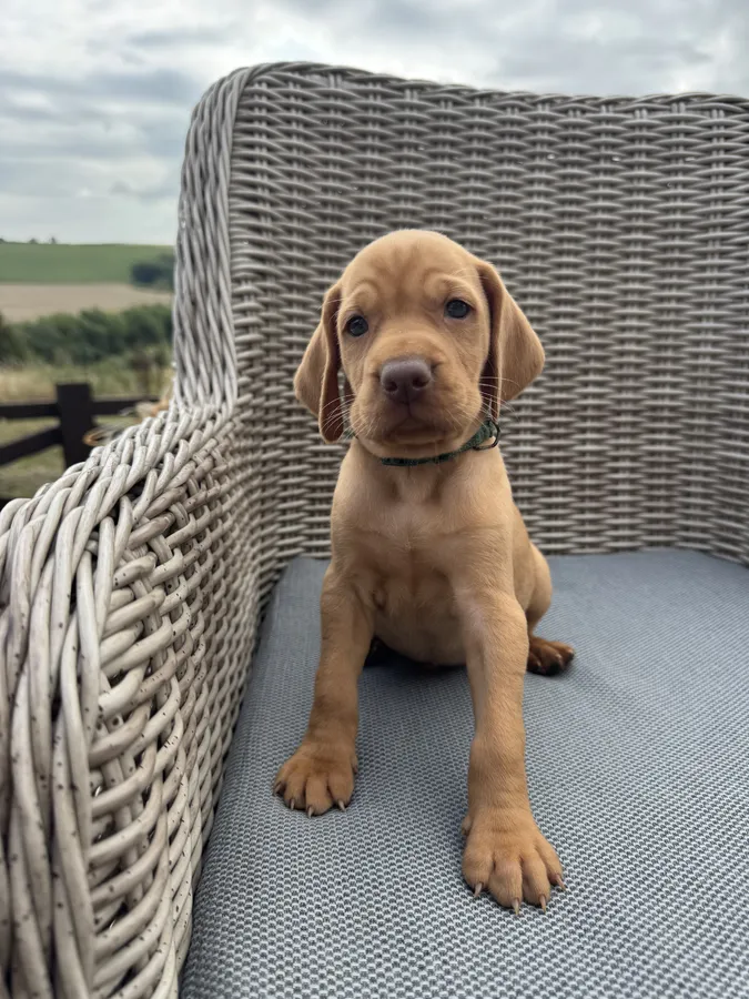 Boy available