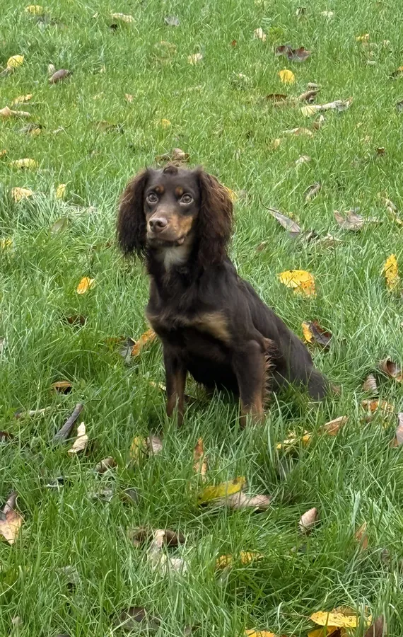Part Trained Cocker Dog for Sale