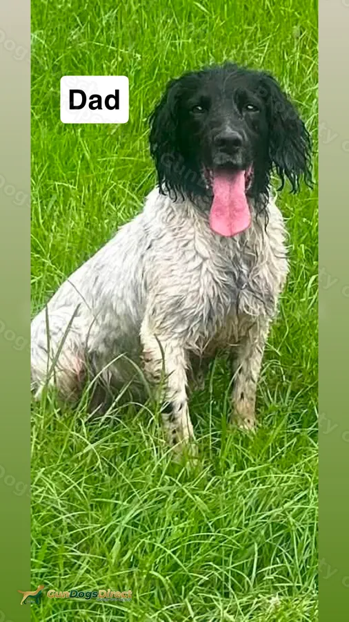 Working Springer Spaniels x 2 boys | GunDogsDirect
