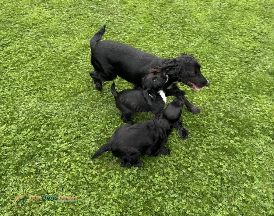 sprockers puppies