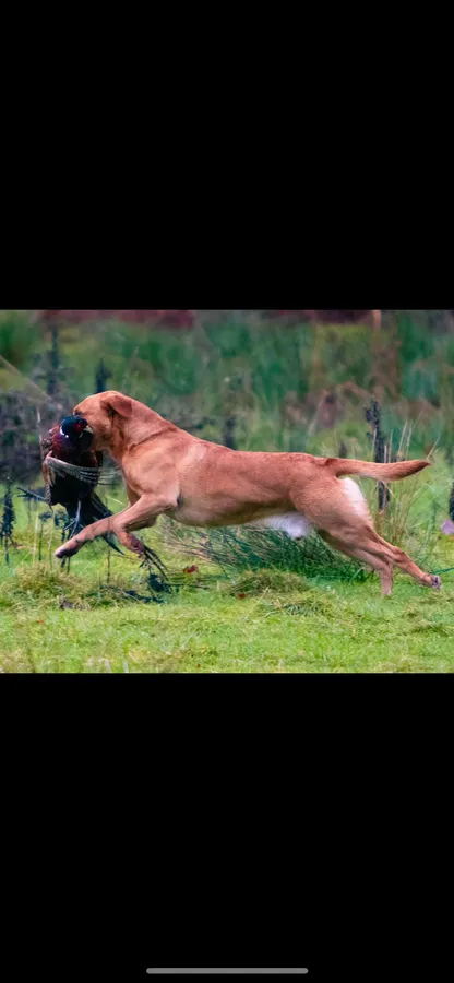 Working Labradors Puppies