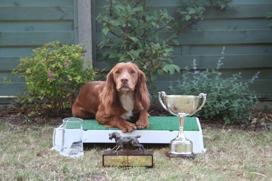 FTCH Sired Cocker Spaniel Dog Puppies