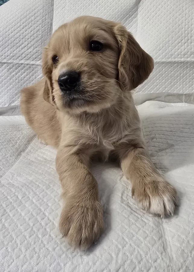 FTCH KC reg cocker spaniel puppies