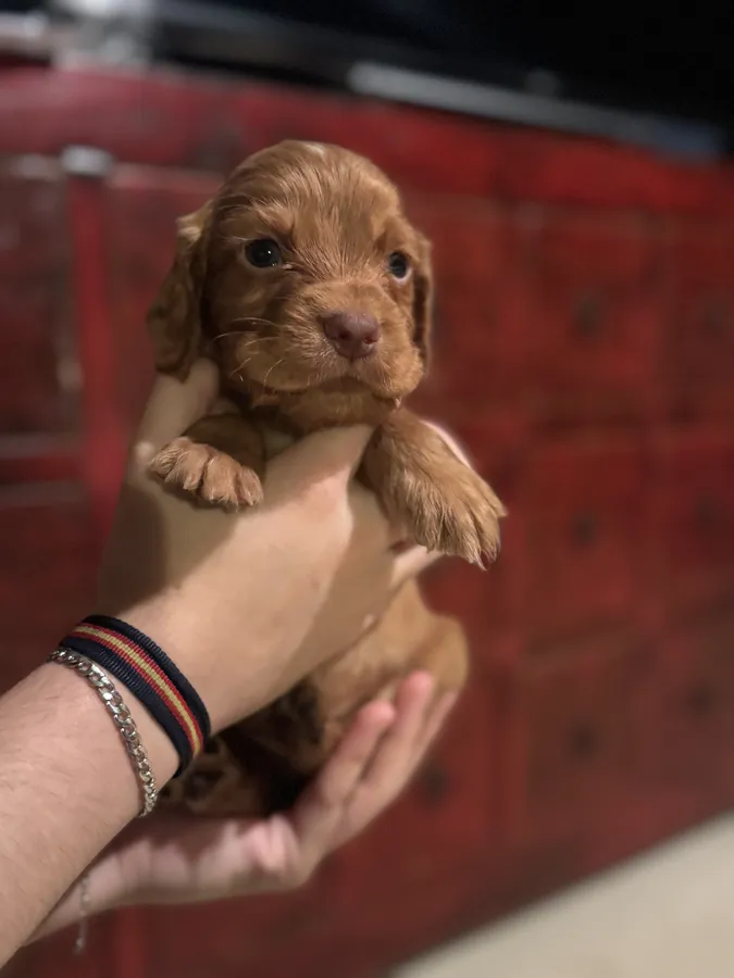 KC Registered Working Cocker Pups