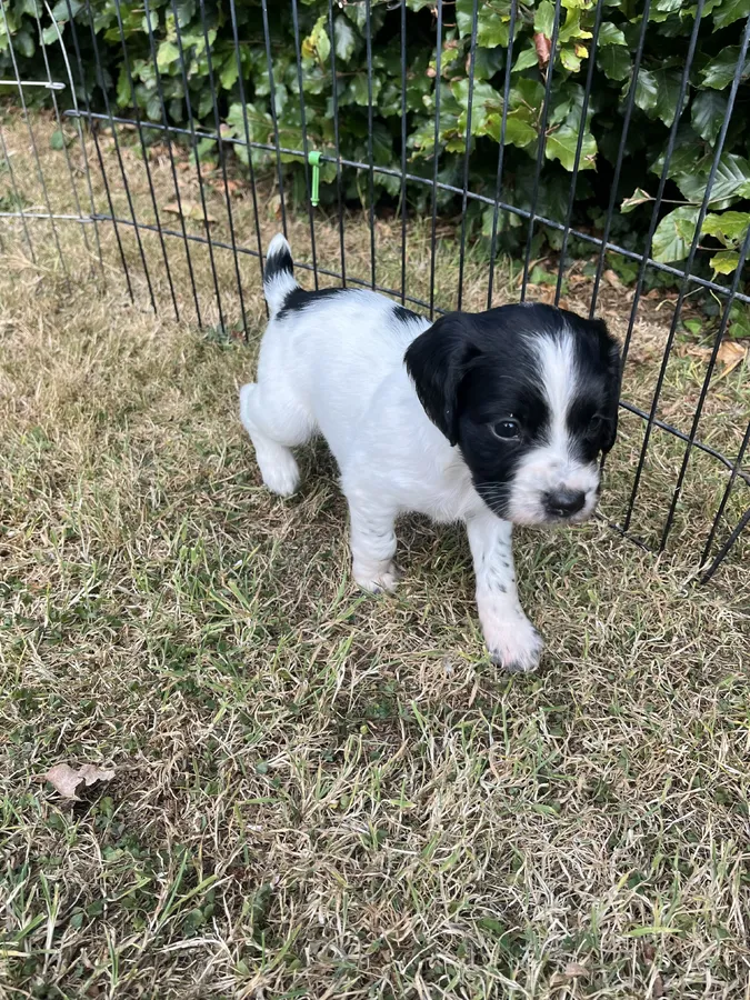 OFTAW Sired Springer Pups Outstanding Breeding for Drive Style and Biddability