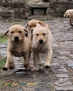 Labrador puppies from a combination of UK and Irish shooting type