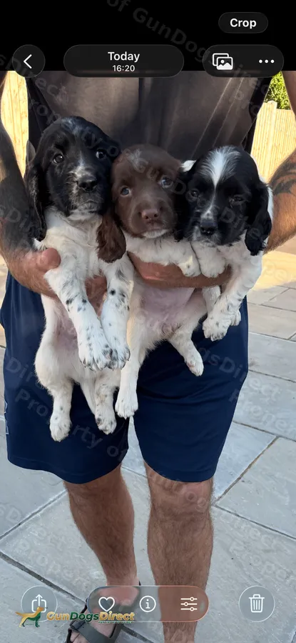 Spring spaniel puppies for sale