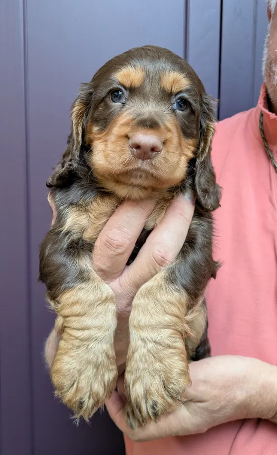ARLO