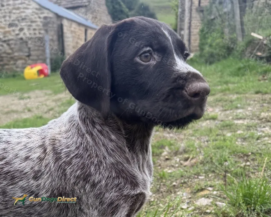 2 liver males available