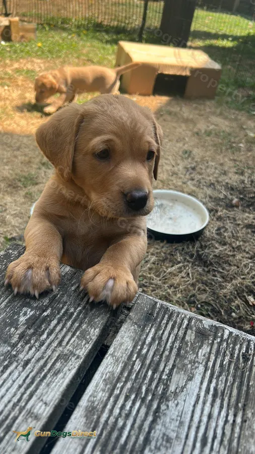 Fox Red and Yellow Pups