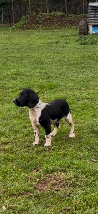 K C registered Black and white springer spaniel dog for sale
