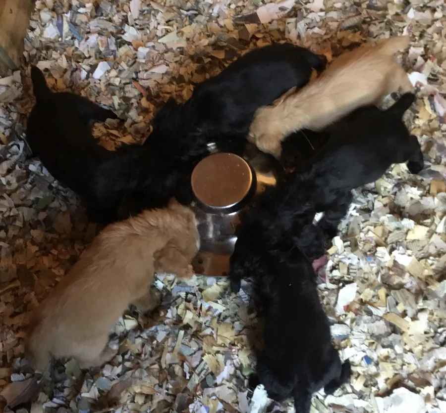 KC COCKER SPANIEL HT PARENTS PUPS FOR SALE