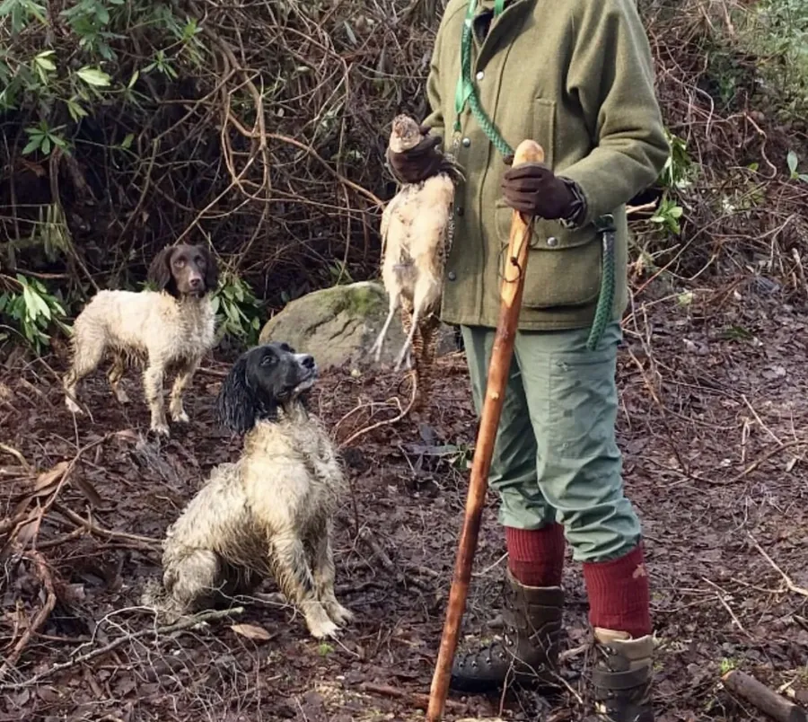 KC Reg Badger Court X Appachi Bloodnine Springer Pups