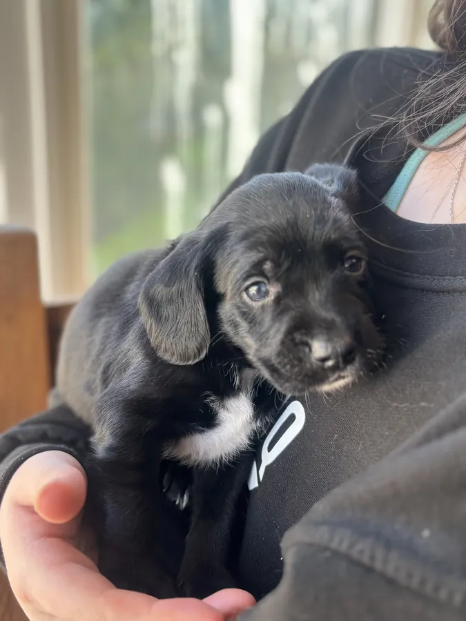 Working Springador pups