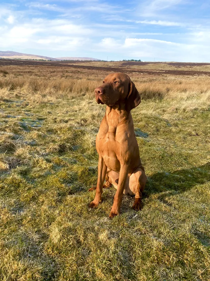 Fully health tested Imported Hungarian Vizsla Dog for Stud