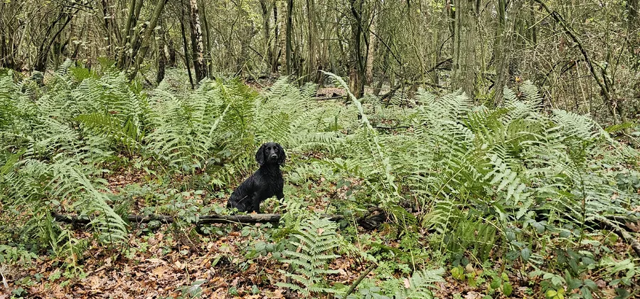 FTCH HEOLYBWLCH DENMAN X HEATHCROFT KITTY fully trained dog