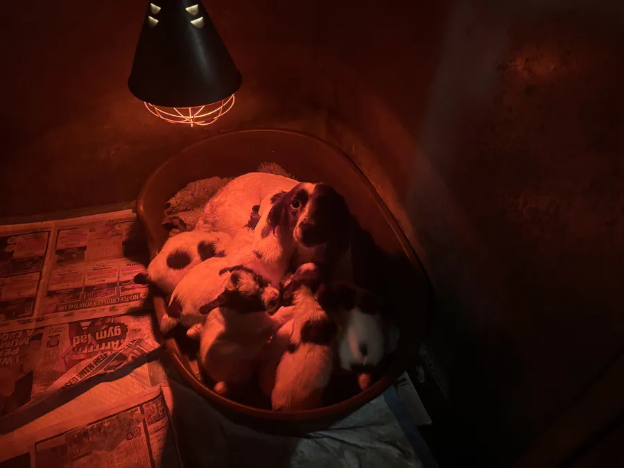 KC registered springer spaniel puppies ready to go