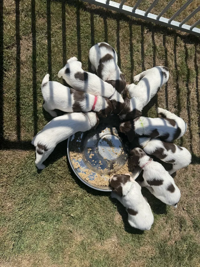 KC Registered Working Springer Spaniels