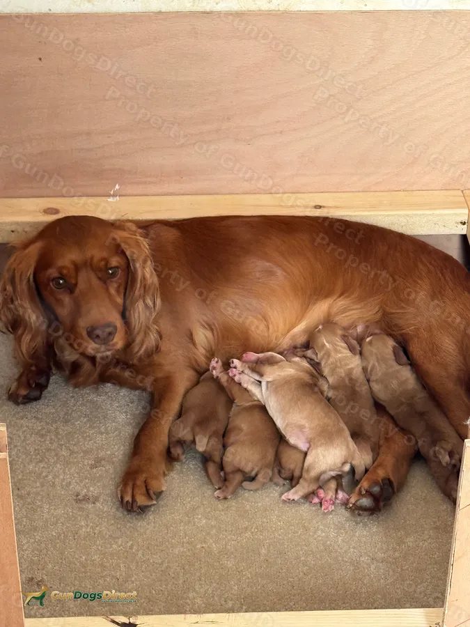 Cocker Pointer Cocker spaniel puppies | GunDogsDirect