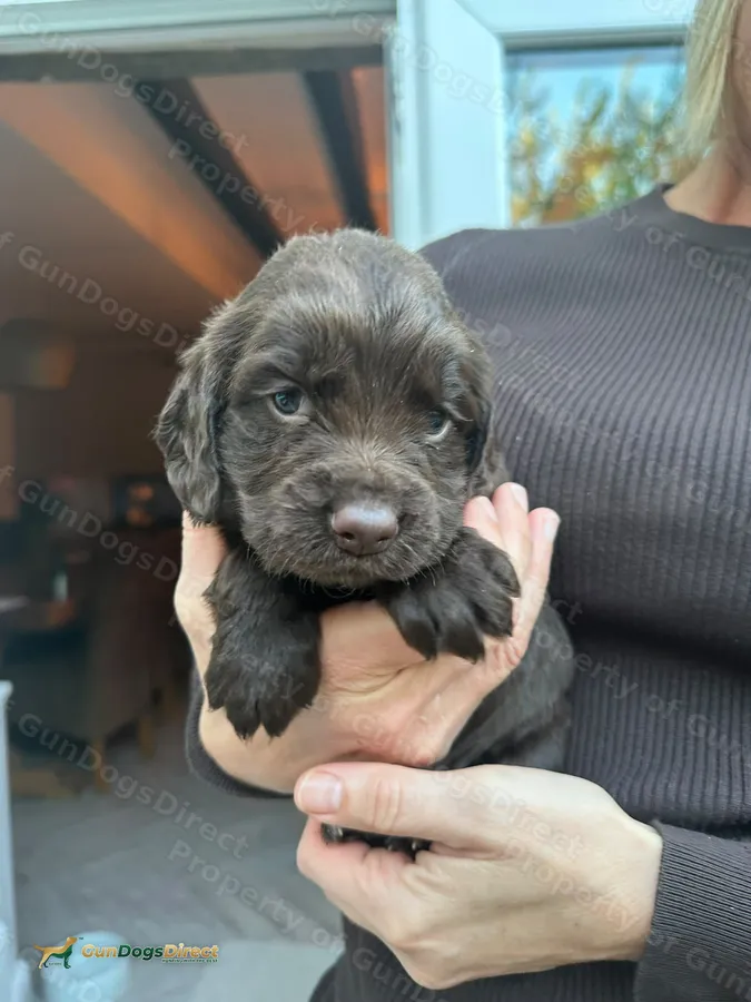 2 Working cocker spaniel puppies for sale