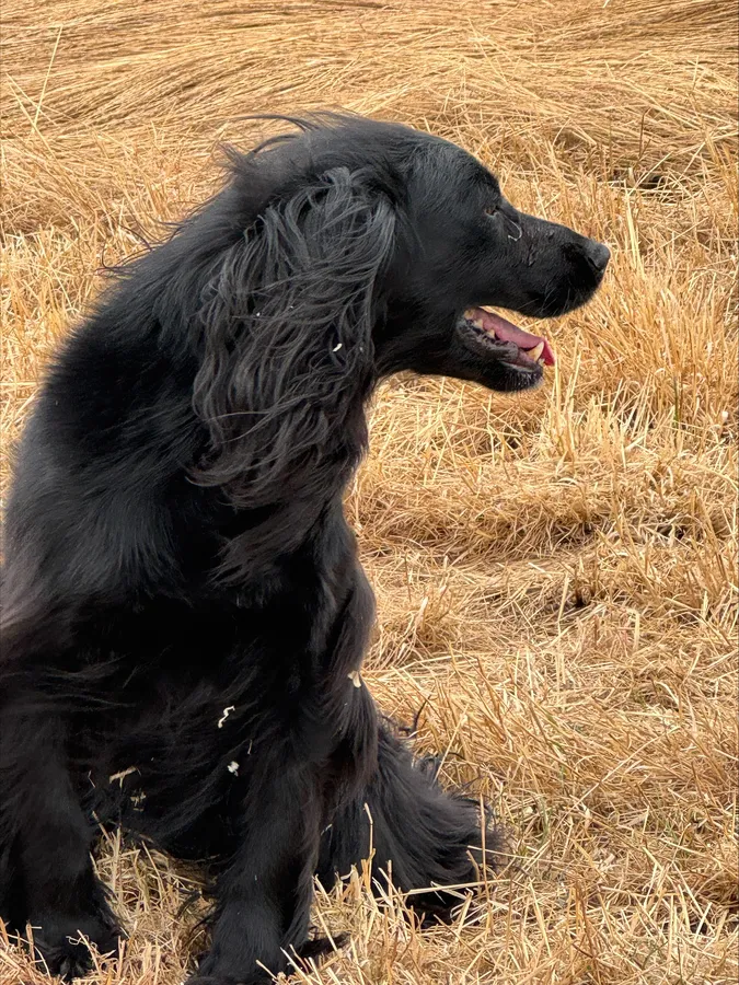 At Stud-FTCH Heathcroft Karter