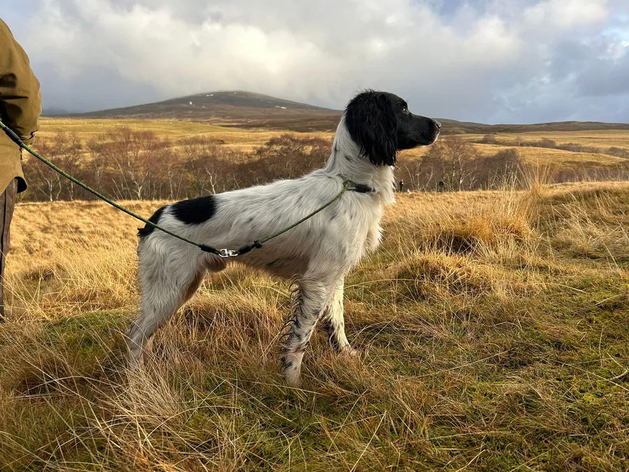 FTW Rosebay Starling at Stud
