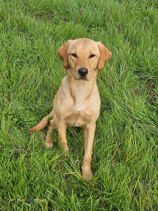 Labradourdog