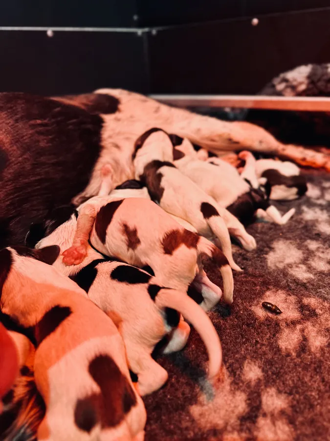 KC Champion ship lines Springer Spaniel Puppies