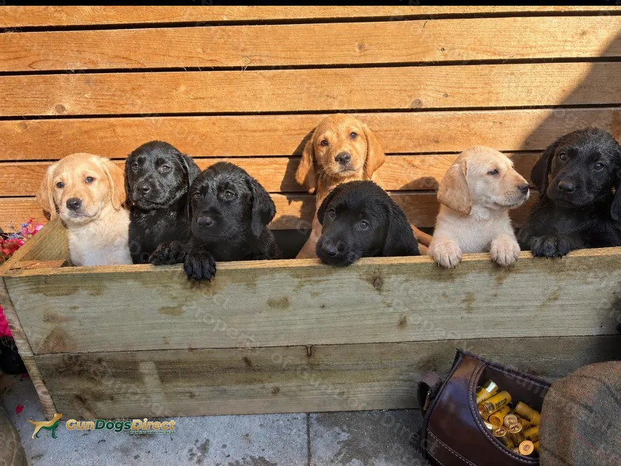KC Registered Working Labrador Retriever Puppies
