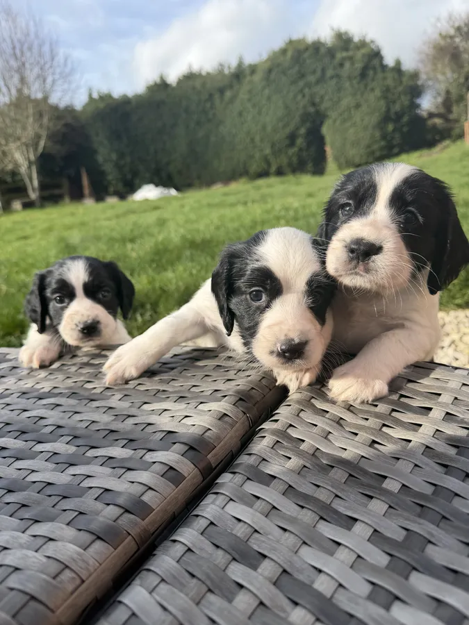 Sprocker working puppies