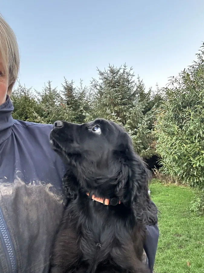 Black Working Cocker Pups-Excellent working line