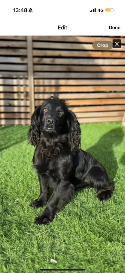 FTW OFTAW cocker spaniel